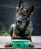 Dog Food/Water Bowl - Green